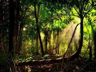 Rain Forest Background