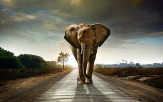 Elephant Wallpaper Best