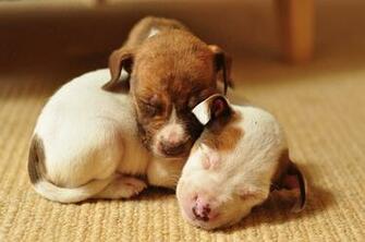 Adorable Pit Bull Puppy