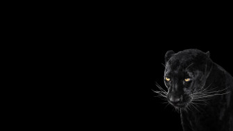 Black Jaguar Wallpaper
