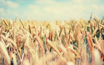 Wallpaper Field Spikes Sky Bright Mellow