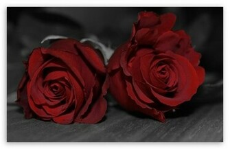 Dark Red Roses Wallpaper