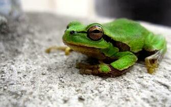 Reptiles Animals Green Pictures HD Wallpaper