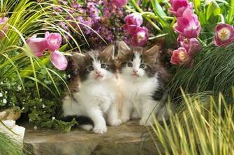 Cats Wallpaper Photography Art Print Photos Posters