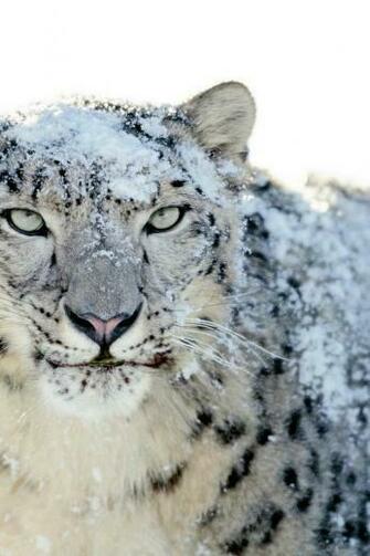 White Tiger Cell Phone Wallpaper For iPhone Background