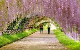 Beautiful Spring Flowers Garden Wallpaper Pic