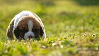 Beagle India Find Screensavers Easy X