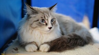 Chat De Maine Coon Wallpaper