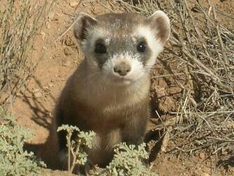 Nice Wallpaper Pack P Widescreen Image Of Ferret