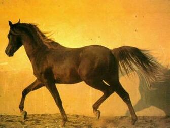 Wallpaper Pc Computer Horse