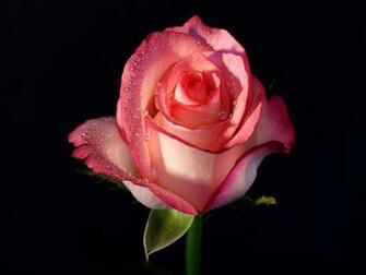 Yellow Wallpaper Pink Roses