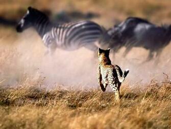 Cheetah Running Wallpaper