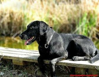 Dog Black Labrador Retriever Look HD Wallpaper