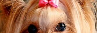 Wallpaper Name Yorkie Puppies