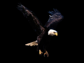Eagle Png Image
