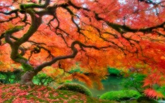 Japanese Garden Wallpaper Background Desktop