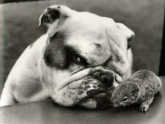 Funny Bulldogs New Nice Photos Pets Cute And Docile