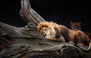 Wallpaper Face Pose Background Tree Stay Dark Leo Lies