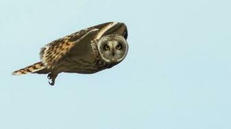 Flying Owl