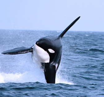 Whales HD Wallpaper