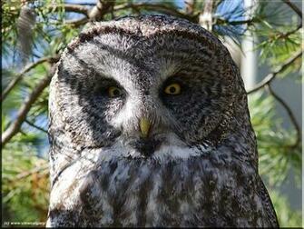 Owl Wallpaper