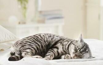 Sleeping Cat Wallpaper