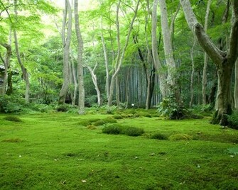 Green Forest Desktop Pc And Mac Wallpaper