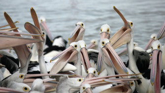 Animal Pelican HD Wallpaper