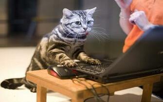 Good Funny Cat Image Lexie Rheaume Buckshee Only Here