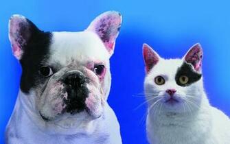 Wallpaper Collections Funny Cats Amp Dogs