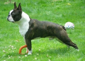 Boston Terrier HD Wallpaper