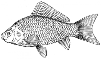 Wallpaper U Cute Best Fish Drawing HD