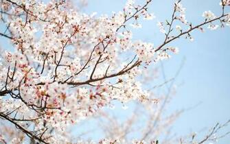 Wallpaper Cherry Tree Blossom Sakura Flower Spring Branch
