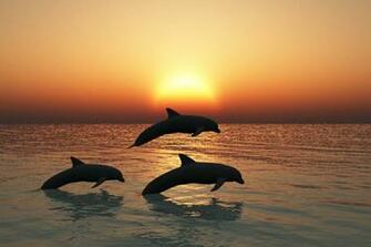 Key West Dolphins By Gypsyh