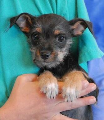 Best Spca Wallpaper Aspca
