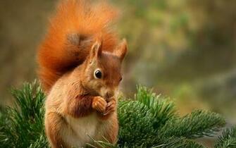 On July By Stephen Comments Off Squirrel HD Wallpaper