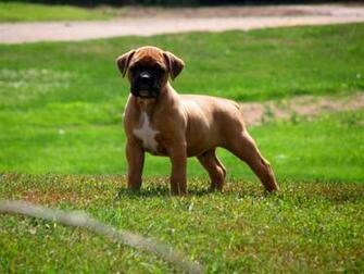 Muscular Boxer Puppy On Grass Wallpaper And Image