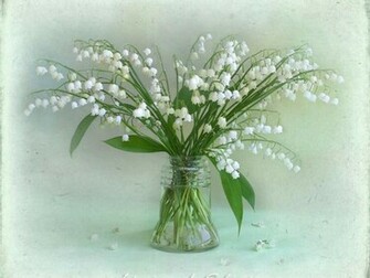 Lily Of The Valley For Katica Crozg Wallpaper