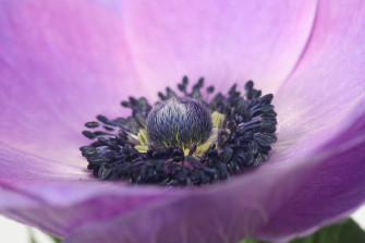 Purple Flower Macro Petal Nature Anemone HD Wallpaper