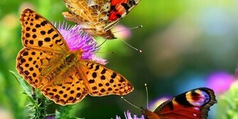 Beautiful Flower Wallpaper For Desktop Full Screen