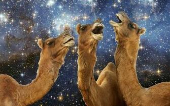 High Quality Llama Wallpaper Full HD Pictures