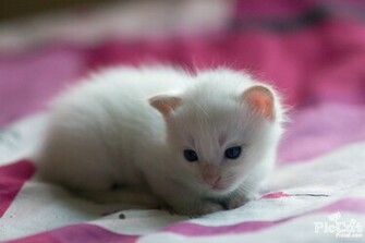 My Top Collection Baby Cats Pictures
