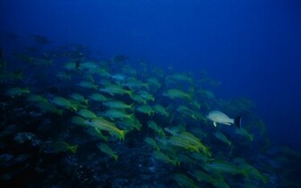 Deep Sea Wallpaper HD Driverlayer Search Engine