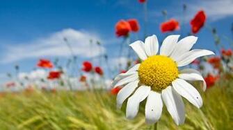 Spring Flowers Wallpaper In Red Yellow For Desktop Background