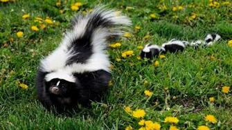 Skunk Repellent The Tree Center