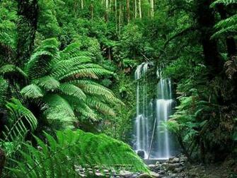 Tropical Rainforest Wallpaper