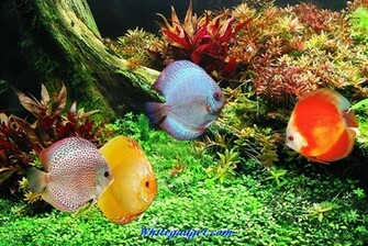 109076d1339742859 Tropical Fish Wallpaper Image Jpg