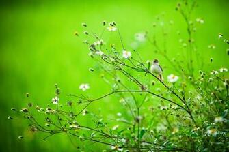 Wallpaper Summer Bird Branch Nature