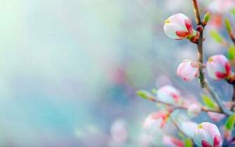Spring Branches Bud HD Wallpaper