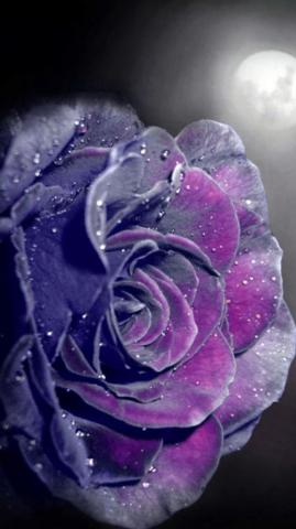 Purple Rose Wallpaper iPhone Best HD Roses